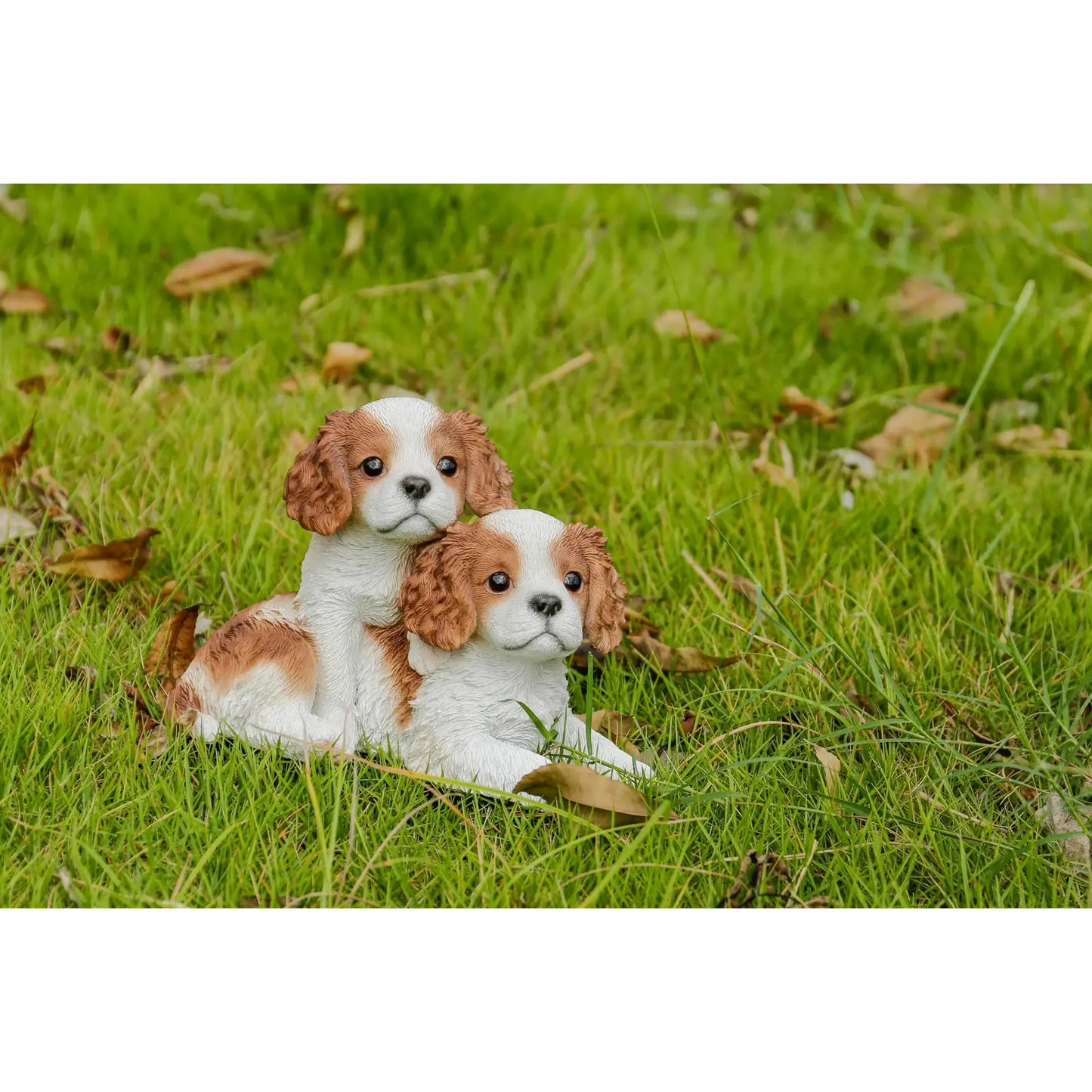 King Charles Puppies Sitting