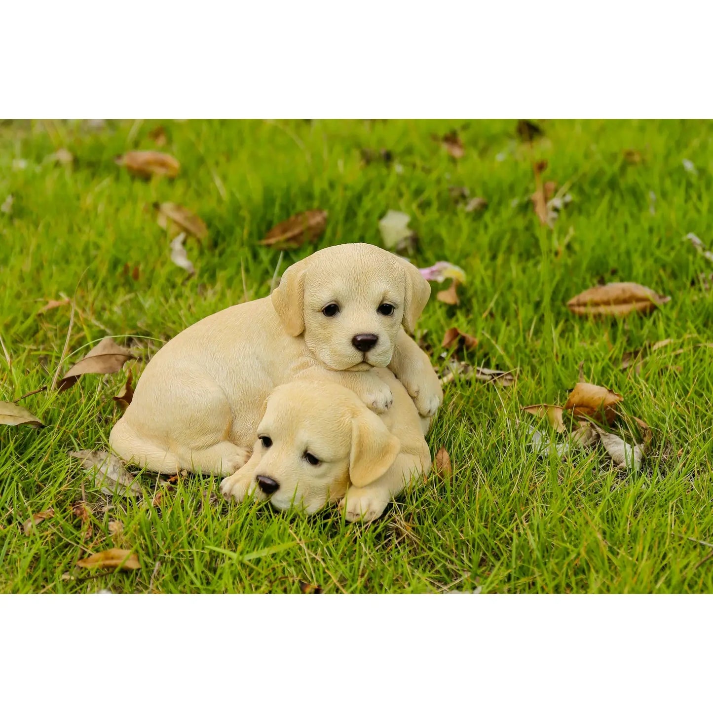 Labrador Puppies Playing