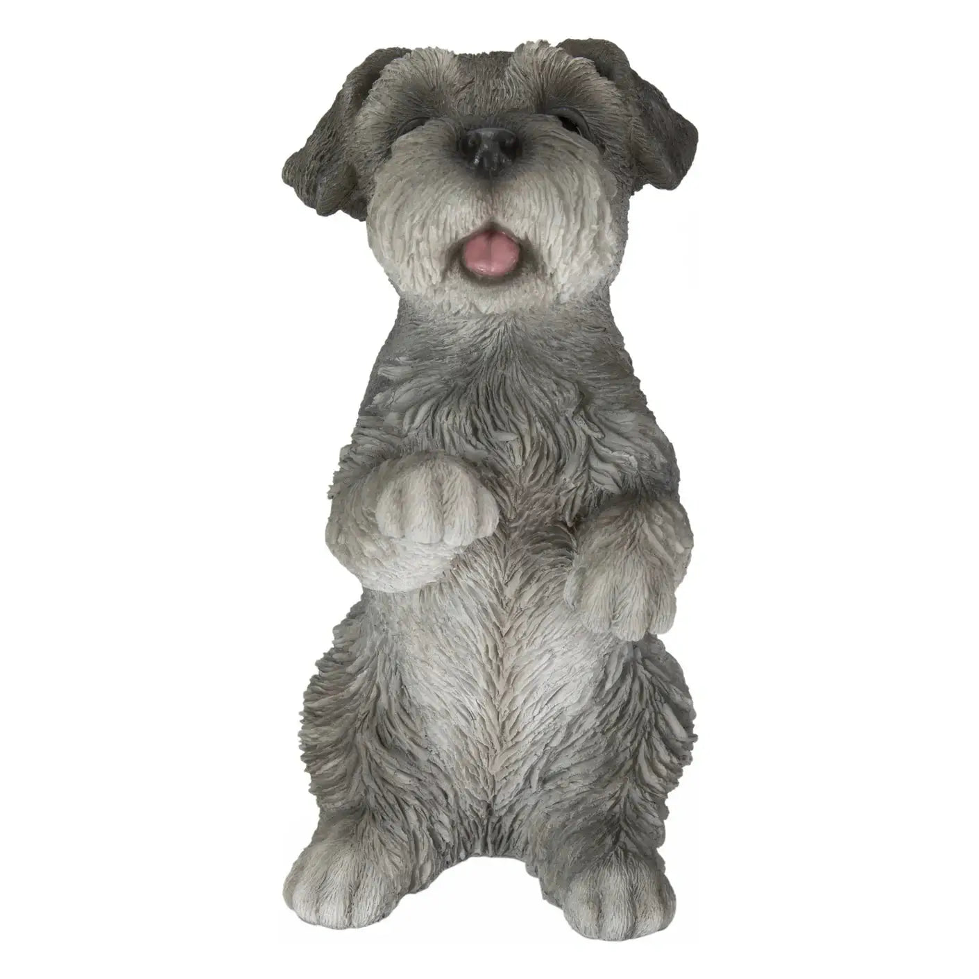 Schnauzer - Minature standing