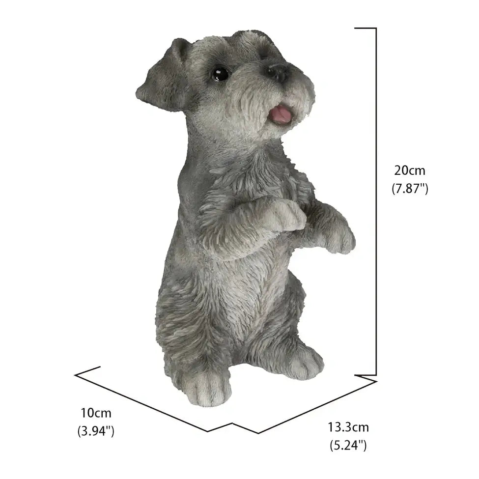 Schnauzer - Minature standing