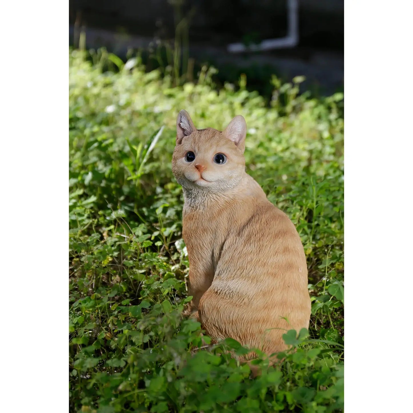 Ginger Cat