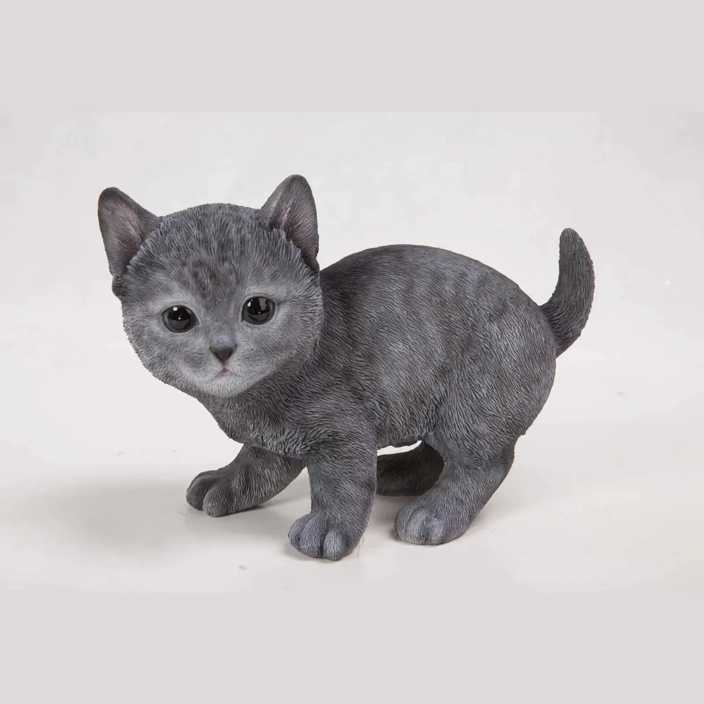 Russian Blue Kitten